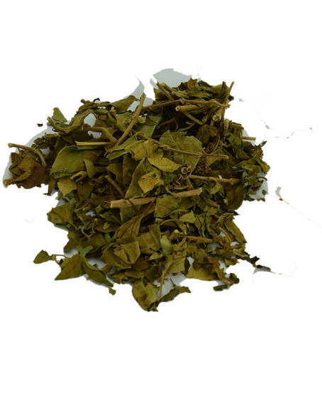Cinnema Gurmar Otu Gymnema Sylvestr 100 Gr Paket Cinnema Gurmar Otu Gymnema Sylvestr 100 Gr Paket