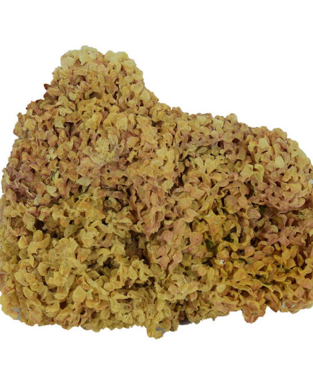 Deniz Kadayıfı Doğal Yerli 100 Gr Paket