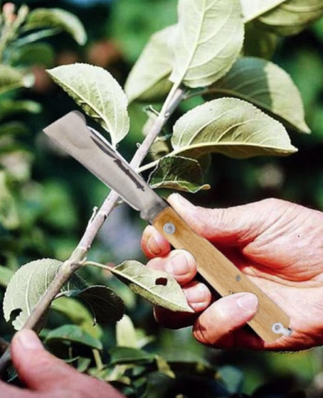 Aşı Bıçağı Profesyonel Çelik Tepeli Uçlu Bağ Ağaç Budama Aşı Çakısı 170 mm Ahşap Saplı Bıçak Çakı