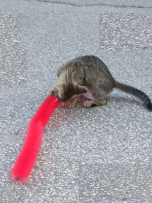 Kedi Tırmalama Fırçası - Kedi Oyuncağı Kedi Tırmalama Fırçası - Kedi Oyuncağı