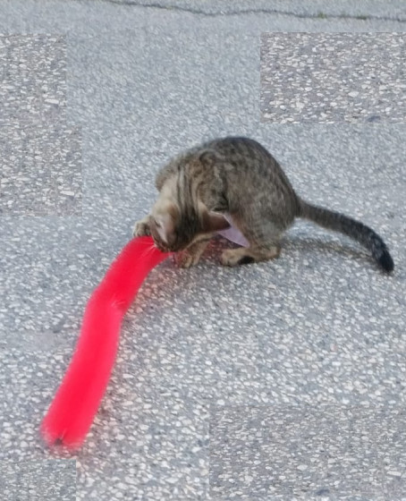 Kedi Tırmalama Fırçası - Kedi Oyuncağı Kedi Tırmalama Fırçası - Kedi Oyuncağı