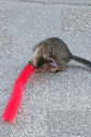 Kedi Tırmalama Fırçası - Kedi Oyuncağı Kedi Tırmalama Fırçası - Kedi Oyuncağı