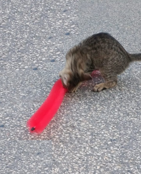 Kedi Tırmalama Fırçası - Kedi Oyuncağı Kedi Tırmalama Fırçası - Kedi Oyuncağı