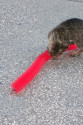Kedi Tırmalama Fırçası - Kedi Oyuncağı Kedi Tırmalama Fırçası - Kedi Oyuncağı