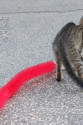Kedi Tırmalama Fırçası - Kedi Oyuncağı Kedi Tırmalama Fırçası - Kedi Oyuncağı