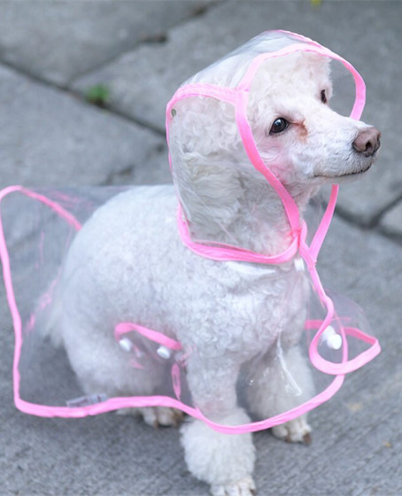 Köpek Yağmurluğu -Sarı - (X Small) Köpek Yağmurluğu -Sarı - (X Small)