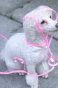 Köpek Yağmurluğu -Sarı - (Small) Köpek Yağmurluğu -Sarı - (Small)