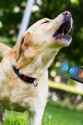 Ultrasonik Zarar Vermeyen Köpek Uzaklaştırıcı ve Eğitici Cihaz Ultrasonik Zarar Vermeyen Köpek Uzaklaştırıcı ve Eğitici Cihaz