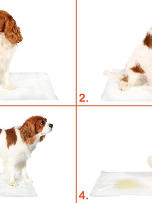 Yıkanabilir Köpek Çiş Pedi - 100 X 100 Cm 5li Paket