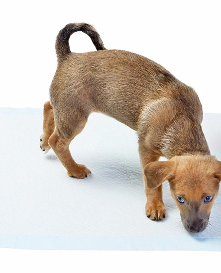 Yıkanabilir Köpek Çiş Pedi - 100 X 100 Cm 5li Paket Yıkanabilir Köpek Çiş Pedi - 100 X 100 Cm 5li Paket