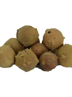 Mazı Meyve Kozalağı Doğal 100 Gr Paket