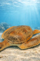Deniz Hayvanları Serisi - Caretta Caretta 22 cm - 1 ADET