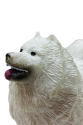 Köpekler - Samoyed Cinsi Köpek - 1 ADET Köpekler - Samoyed Cinsi Köpek - 1 ADET