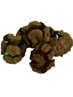 Selvi Kozalağı Doğal 100 Gr Paket