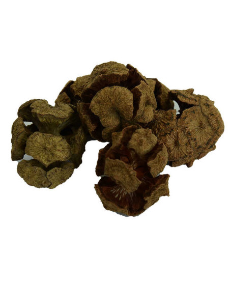 Selvi Kozalağı Doğal 100 Gr Paket