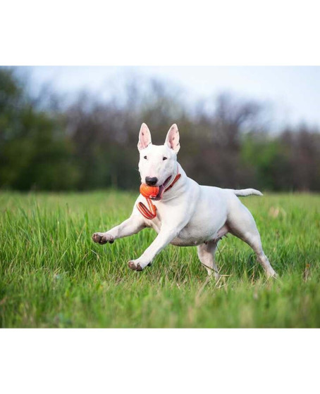 Collar Liker Line 9 Büyük Irk Köpek Oyuncağı 9 Cm Turuncu