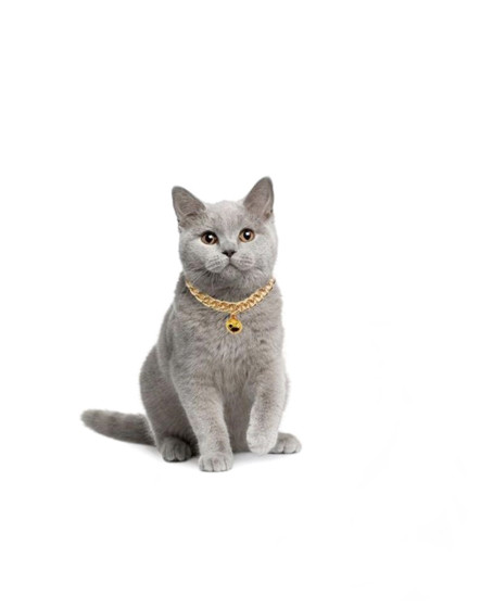 Kedi Ve Köpek Lüx Zincir Kolye 25-30 cm Medium Gold