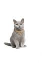 Kedi Ve Köpek Lüx Zincir Kolye 25-30 cm Medium Gold