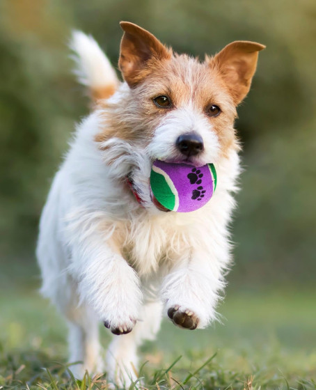 KP Köpek Oyuncak Tenis Topu Sert 3’lü 6 cm – Dayanıklı Köpek Topu KP Köpek Oyuncak Tenis Topu Sert 3’lü 6 cm – Dayanıklı Köpek Topu