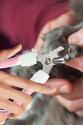 Törpülü Kedi Köpek Tırnak Makası 12,5 cm Törpülü Kedi Köpek Tırnak Makası 12,5 cm