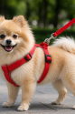 Gezdirme Kayışlı Dokuma Köpek Göğüs Tasma Seti 32*47-110 cm Kırmızı