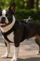 Gezdirme Kayışlı Dokuma Köpek Göğüs Tasma Seti 32*47-110 cm Siyah