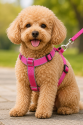 Gezdirme Kayışlı Dokuma Köpek Göğüs Tasma Seti 32*47-110 cm Pembe Gezdirme Kayışlı Dokuma Köpek Göğüs Tasma Seti 32*47-110 cm Pembe