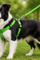 Gezdirme Kayışlı Dokuma Köpek Göğüs Tasma Seti 40*60-110 cm Neon Yeşil Gezdirme Kayışlı Dokuma Köpek Göğüs Tasma Seti 40*60-110 cm Neon Yeşil