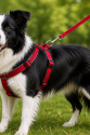 Gezdirme Kayışlı Dokuma Köpek Göğüs Tasma Seti 40*60-110 cm Kırmızı Gezdirme Kayışlı Dokuma Köpek Göğüs Tasma Seti 40*60-110 cm Kırmızı
