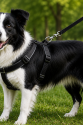 Gezdirme Kayışlı Dokuma Köpek Göğüs Tasma Seti 40*60-110 cm Siyah Gezdirme Kayışlı Dokuma Köpek Göğüs Tasma Seti 40*60-110 cm Siyah