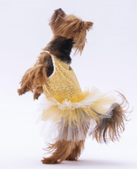 PawStar Yellow Polka-Dot L 30 x 33 x 46 cm PawStar Yellow Polka-Dot L 30 x 33 x 46 cm