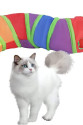 Gökkuşağı Desenli S Model Kedi Oyun Tüneli, Katlanabilir 125 cm