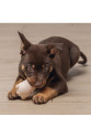 Yavru Köpek Sumo Mını Dental Oyuncak Xs 3-6 kg
