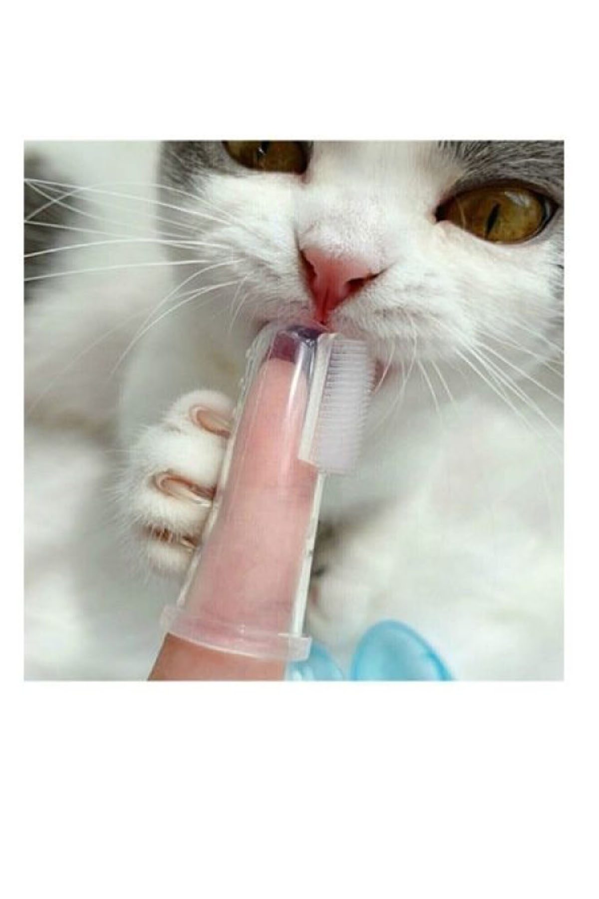 CLZ192 Kedi Köpek Diş Temizleme Fırçası