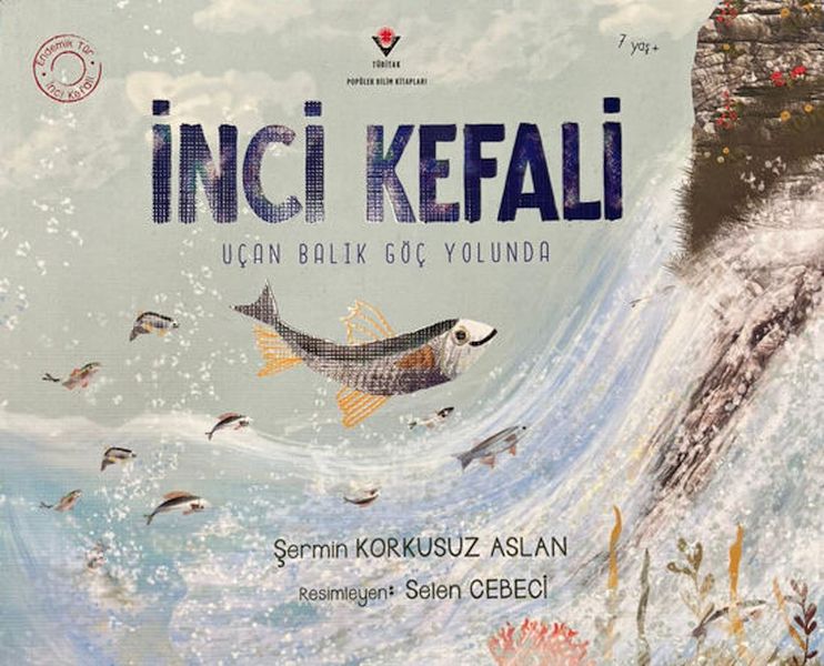 İnci Kefali İnci Kefali