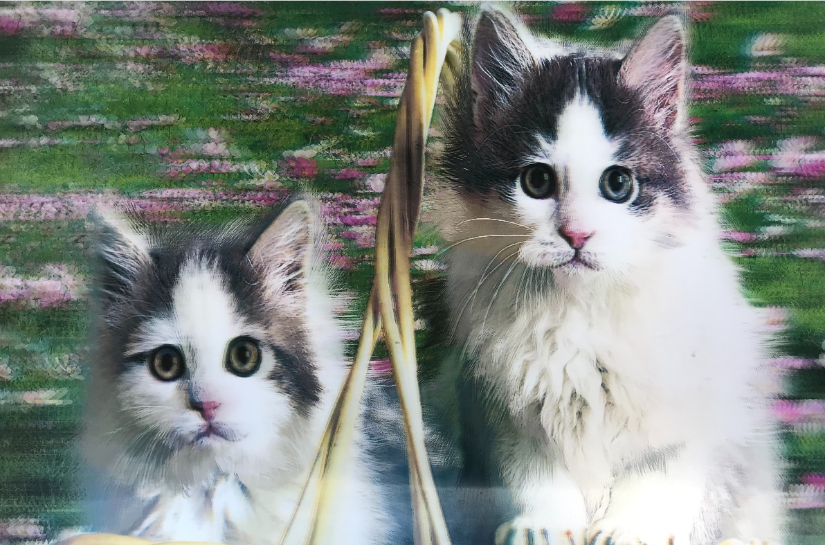 5D Elmas Boyama Sevimli Kediler İkili Kedi Resmi Tablosu 40x60 cm (CLZ)