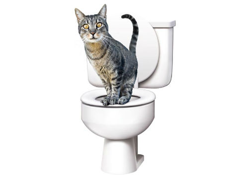 CLZ174 Citikitty Kedi Tuvalet Eğitim Seti