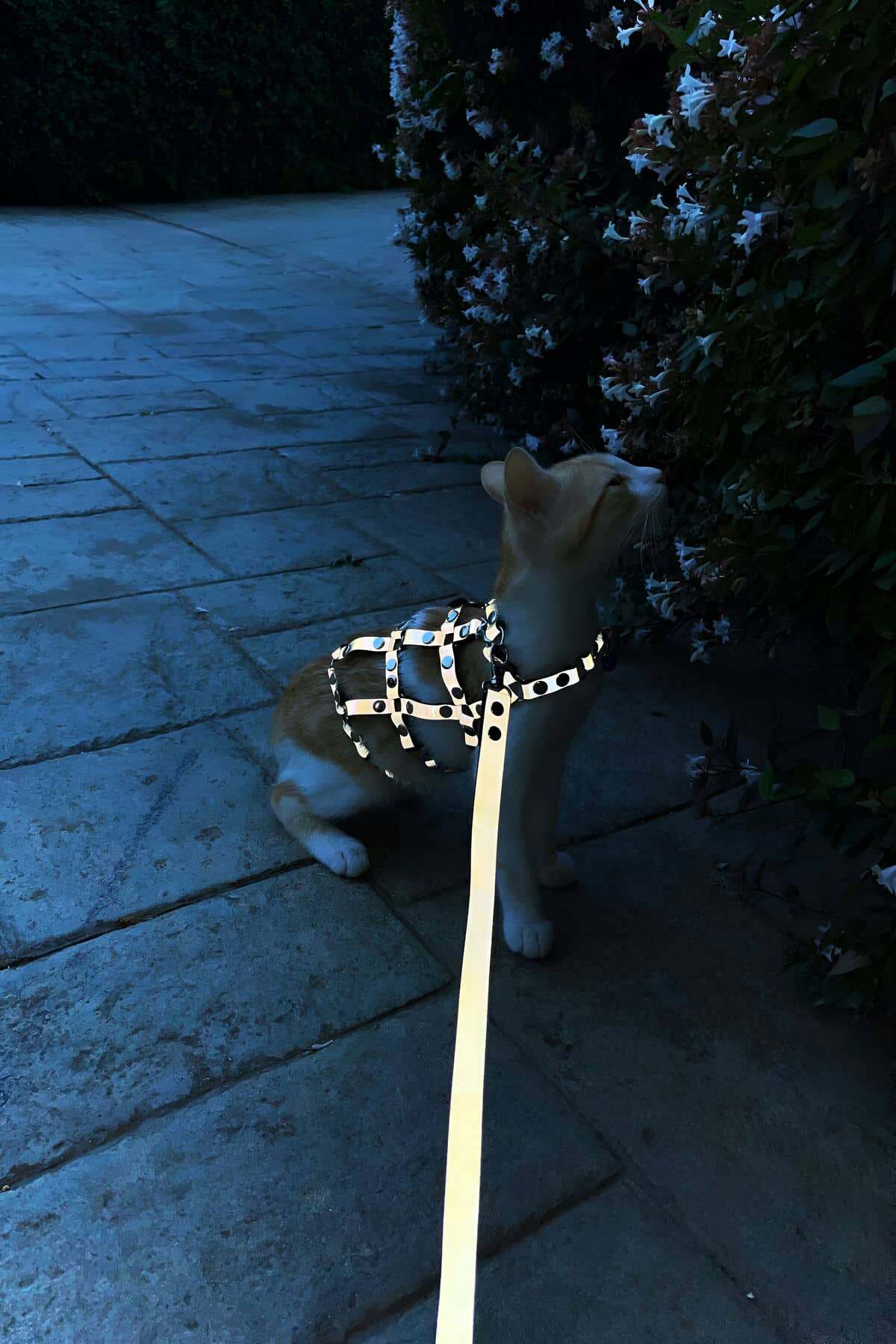 CLZ41 Karanlıkta Parlayan Reflektörlü Şık Kedi Harness, Kedi Yürüme Tasması, Kedi Güvenlik TasmasıNPC011_Kopya(1) - Ürün Rengi:Beyaz