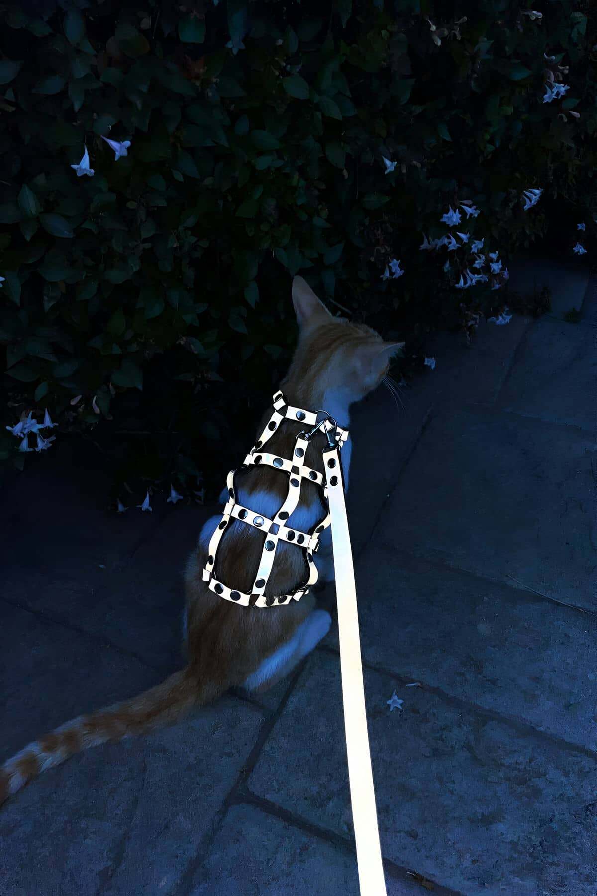 CLZ41 Renkli Reflektör Karanlıkta Parlayan Şık Kedi Harness, Kedi Yürüme Tasması, Kedi Güvenlik Tasması - Ürün Rengi:Beyaz