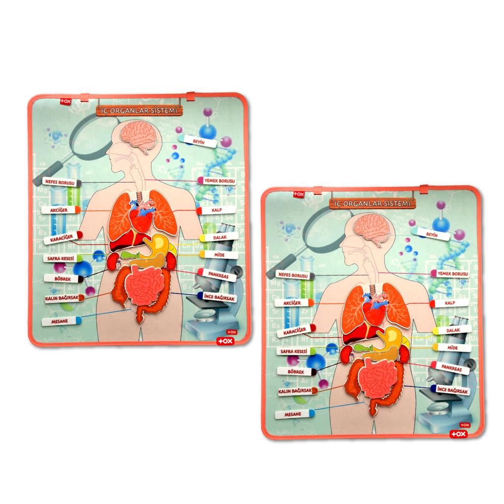 CLZ247 2 Set - 52 Parça  İç Organlar Sistemi Keçe Duvar Panoları , Eğitici Oyuncak