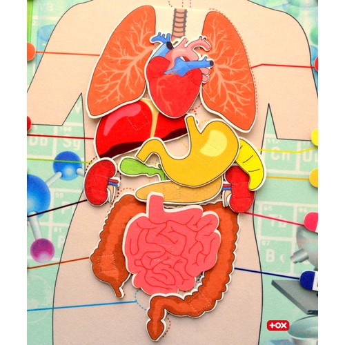 CLZ247 İç Organlar Sistemi Keçe Duvar Panosu , Eğitici Oyuncak