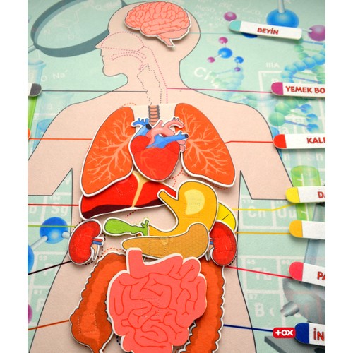 CLZ247 İç Organlar Sistemi Keçe Duvar Panosu , Eğitici Oyuncak